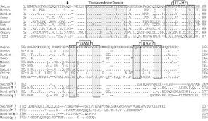 Sep 2019 | journal of immunology research, mariëtte oosterwegel, janneke timmerman, jeffrey leiden, et al. The Alignment Of Amino Acid Sequences For Cd3 Chain And Cd3 Chain Exon Download Scientific Diagram