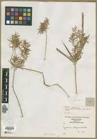 Image result for Cyperus aterrimus