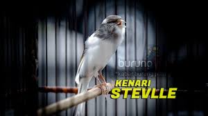 Pancingan cucak ijo hiper, full jamtrok gacor on fire di area lomba♬ kurakura lari download mp3. Tumbuk Weton Kombat Bc Tumang Rolex Dan Stevlle Borong Juara Trinil Dan Jaguar Tampil Apik Burungnews