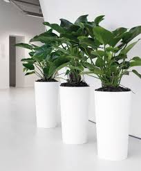 Kantoorbeplanting Google Suche Pflanzen Zimmerblumen Buropflanzen