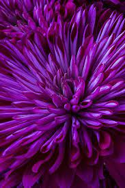 Pin On Garden Variety