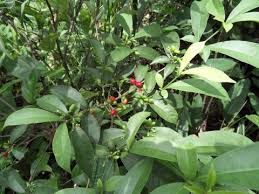 Image result for Rauvolfia