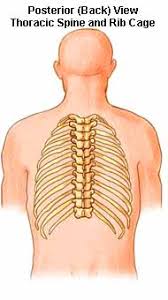 Individual anatomical structures include 2: Spinal Anatomy Vertebral Column
