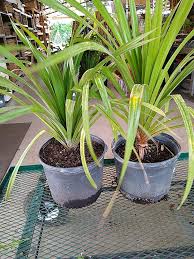 Image result for Pandanus utilis