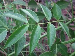 Image result for Senna septemtrionalis