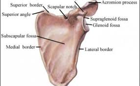 Tulang belikat adalah tulang berbentuk segitiga yang terletak di bagian belakang bahu atau punggung atas. Fungsi Tulang Belikat Bagi Kehidupan Manusia Sehari Hari