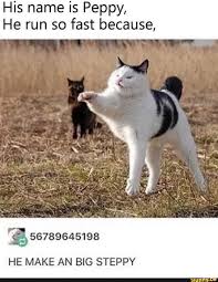 His Name Is Peppy He Run So Fast Because He Make An Big Steppy Ifunny Cute Funny Animals Funny Animal Memes Animal Jokes