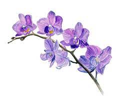Purple Vine Orchid Orchidaceae Wild Flower Blossom Vinyl Decal Decor Sticker Art Ebay Orchids Painting Orchid Drawing Flower Art