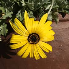 Image result for Arctotis