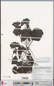 Image result for Nymphaea heudelotii