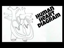 Blank human body outline with organs. Human Heart Diagram How To Draw Human Heart Easily Human Heart Labelled Human Heart Diagram Youtube