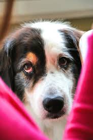 Aussie Australian Shephard Begging Yoghurt Puppy Eyes Brand Design Story Experience Photography Doitbright No Noosa Branding Design Yoghurt