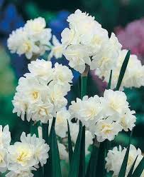 Jonquils Jonquil Flowers Smelling Flowers Jonquil