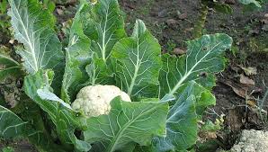 Preparazione del cavolfiore in padella. Come Lo Cucino Conosci E Impara A Cucinare Il Cavolfiore Blog Cortilia