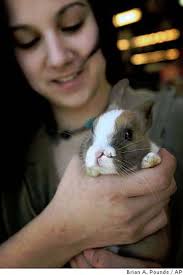 Bunny born with two ears, two eyes, two noses