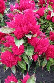Cockscomb Glow Red Plant Gifts Flowers Plant Finder