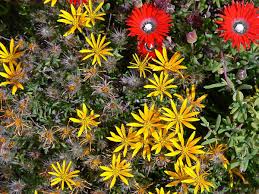 Image result for Hirpicium gazanioides