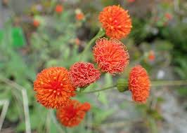 Image result for Emilia pseudactis