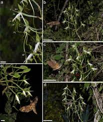 Image result for Bonatea