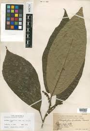 Image result for Allophylus abyssinicus