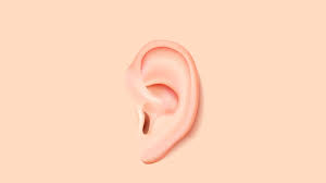 The human body for kids/learn about the human body for children/ear song. Ears Grown From Apples The Promise Of Plants For Engineering Human Tissue