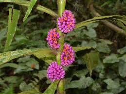 Image result for Commelinaceae