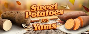 Freezing sweet potatoes should let them thrive for up to a year. Sweet Potato Vs Yam Are They The Same Thing