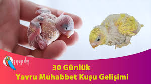 muhabbet kusu yavrusu gelisimi beslenme bakimi ve egitimi