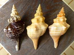 Items of jewelry with small flaws should be avoided. Nylon Hose How To Clean A Conch Shell