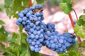 Image result for Vitis
