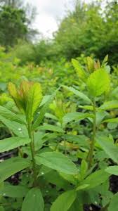 Image result for Spiraea douglasii