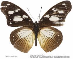 Image result for Berkheya spekeana