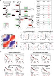 Discover what each color means and how this takes your canva designs to a new level. A Circular Network Of Coregulated Sphingolipids Dictates Lung Cancer Growth And Progression Ebiomedicine