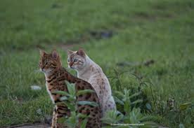 *free* shipping on qualifying offers. Should I Let My Bengal Cat Go Outside Bengal Cat World