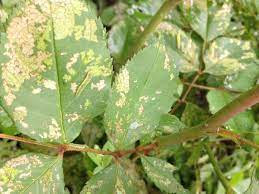 Maybe you would like to learn more about one of these? 18 Common Rose Diseases Pests And Remedies Florgeous