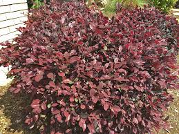 Mar 25, 2021 · oak leaf holly information. Plants For Dallas Your Source For The Best Landscape Plant Information For The Dallas Ft Worth Metroplexlorapetalum Love It Or Leave It