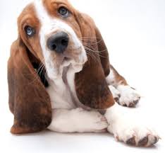 Will comewith health records of up to date shots and wormings. Basset Hounds For Sale Adopt Basset Hound Puppies For Sale Vip Puppies