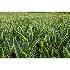 Image result for Tristachya superba