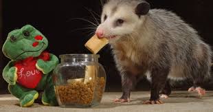 Valentines Possum Photo Mxcat Pixtus Possum Awesome Possum Opossum
