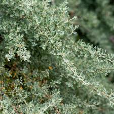 Image result for Rhagodia