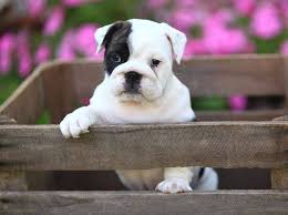 Die englische bulldogge (english bulldog) ist eine von der fci anerkannte britische hunderasse (gruppe 2, sektion 2.1, standard nr. Englische Bulldogge Ein Hund Mit Charakter