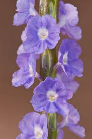 Image result for Stachytarpheta indica