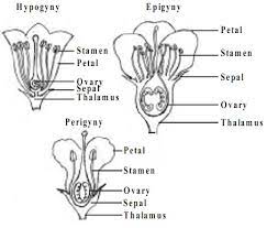 We did not find results for: Describe The Arrangement Of Floral Members In Relation To Their Insertion On Thalamus