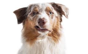 Forms Dentistry Handouts Veterinary Economics
