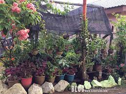 Read 22 reviews from the world's largest community for readers. Tanaman Bunga Orkid Blog Sihatimerahjambu