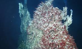 Diamantha aweti kalapalo pelada this individual was