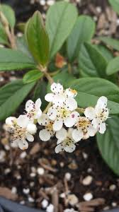 Image result for Cotoneaster
