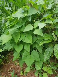 Image result for Phaseolus