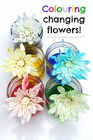 Experiment with rainbow colored flowers & celery. Science Experiment With Colour Changing Flowers Laughing Kids Learn