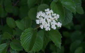 Check our reviews, buy your perfect perennials / groundcover plants with confidence! Find Plants Cape Cod Native Plants